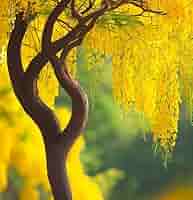 【 sykia 】Rainy Day Branches Pierce Amazon.com : Cassia Fistula (Golden Rain Tree) Tree Seeds